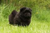 CHOW CHOW 555